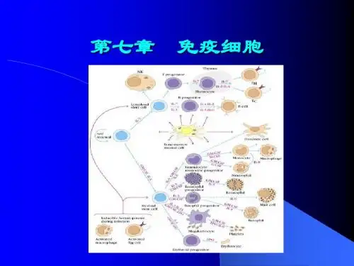 7-免疫细胞