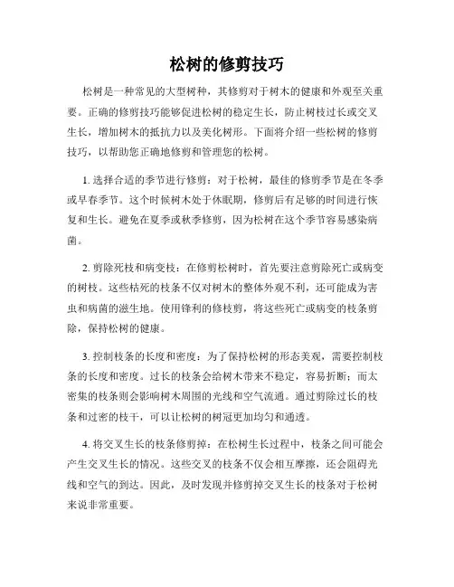 松树的修剪技巧