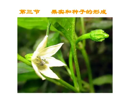第三节 果实和种子的形成