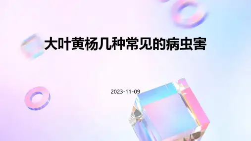 大叶黄杨几种常见的病虫害