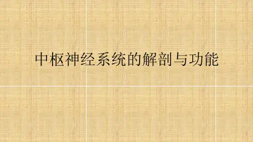 中枢神经系统的解剖及功能