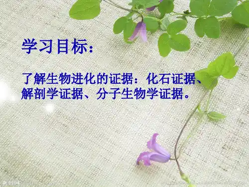 2022年济南初中生物八下《生物进化的证据》公开课课件