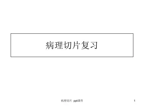 病理切片 ppt课件