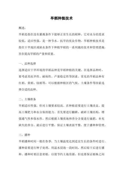 旱稻种植技术