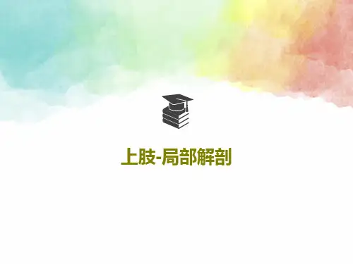 上肢-局部解剖53页PPT