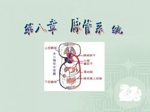 解剖学 第八章 脉管系统ppt