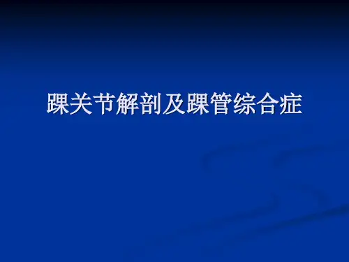 踝关节影像解剖