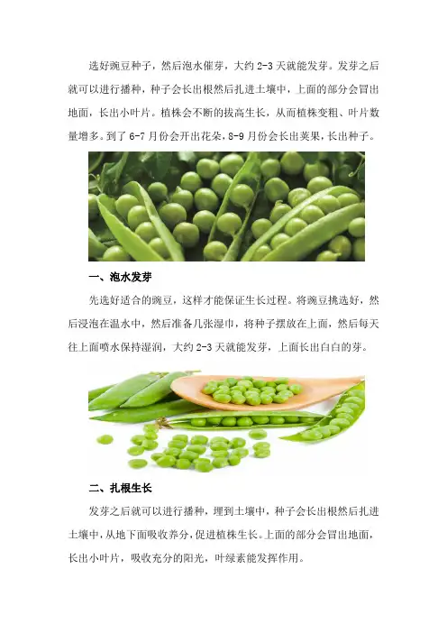 豌豆的生长过程