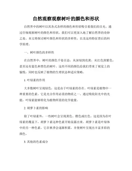 自然观察观察树叶的颜色和形状
