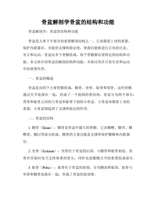 骨盆解剖学骨盆的结构和功能