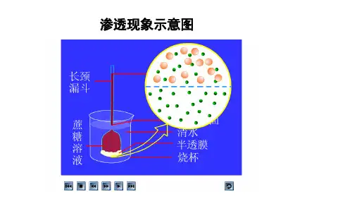 高中生物人教版必修一动画大全教学课件