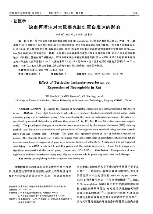 缺血再灌注对大鼠睾丸脑红蛋白表达的影响