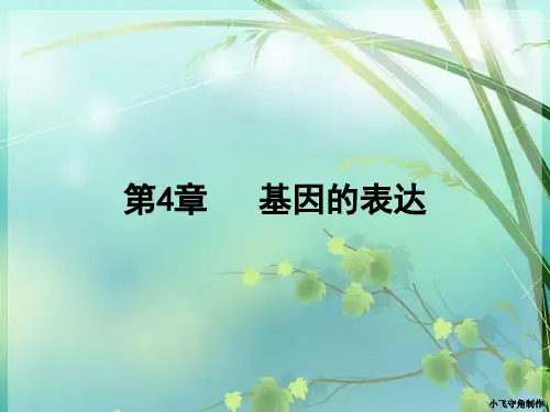 高中生物必修二转录 PPT课件 图文