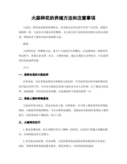 大蒜种花的养殖方法和注意事项