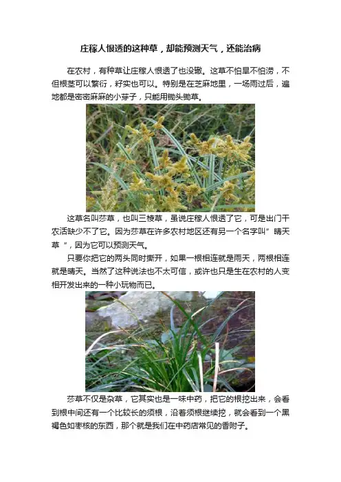 庄稼人恨透的这种草，却能预测天气，还能治病