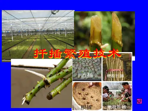 04营养繁殖苗