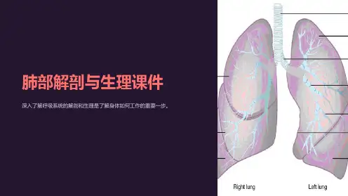 《肺部解剖与生理课件》