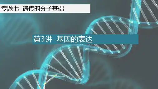 第3讲基因指导蛋白质的合成(备考课件)-备战2025年高考生物一轮复习考点帮(全国通用)