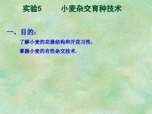 实验5 小麦杂交育种技术