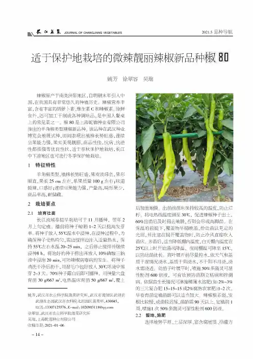适于保护地栽培的微辣靓丽辣椒新品种椒80