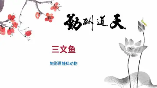 三文鱼    