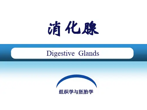 第15章消化腺63页PPT