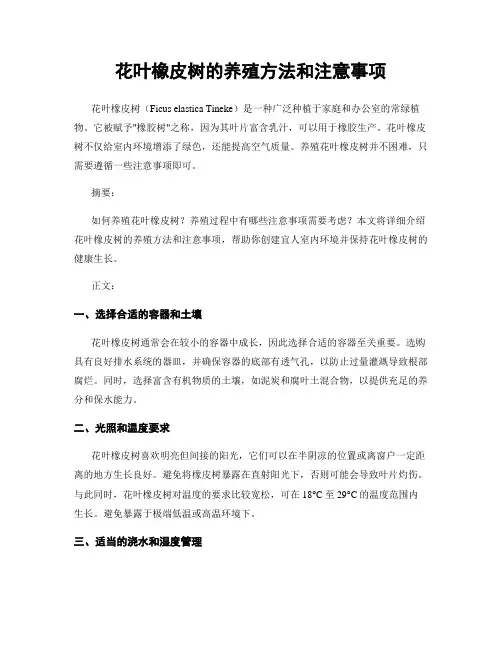 花叶橡皮树的养殖方法和注意事项