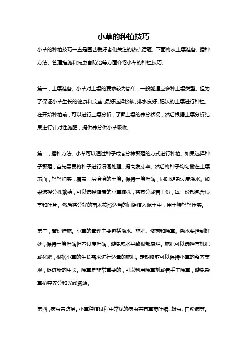 小草的种植技巧
