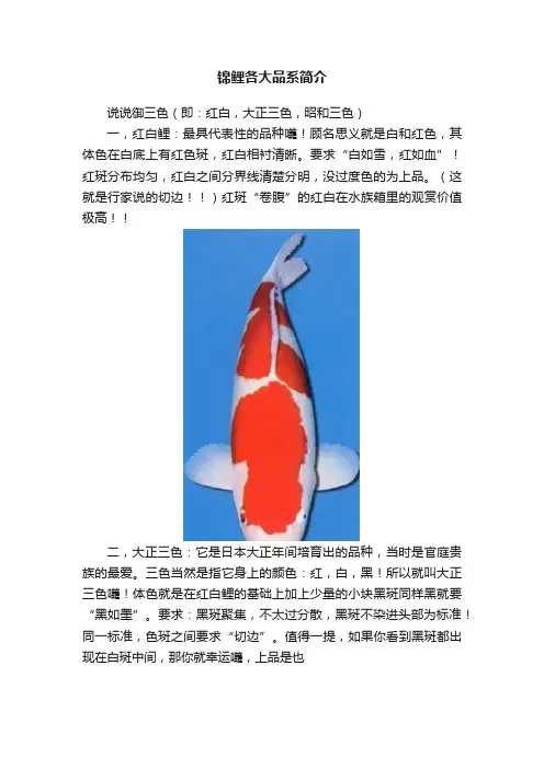 锦鲤各大品系简介