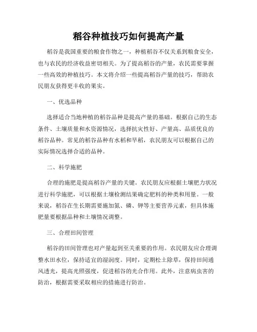 稻谷种植技巧如何提高产量