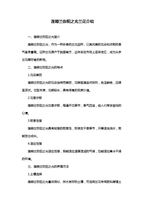 莲瓣兰弥阳之光兰花介绍