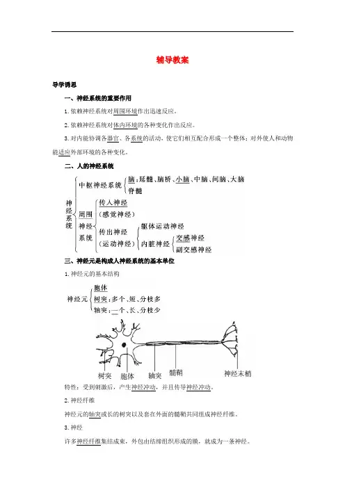 高中生物 第二节神经系统的结构与功能辅导教案 浙科版