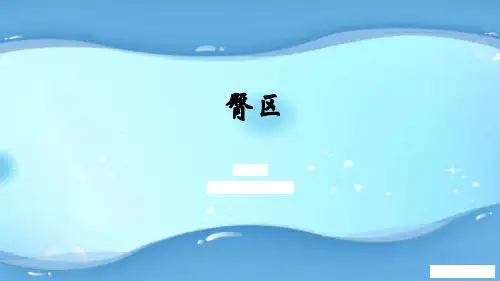 2.臀区人体解剖生理学