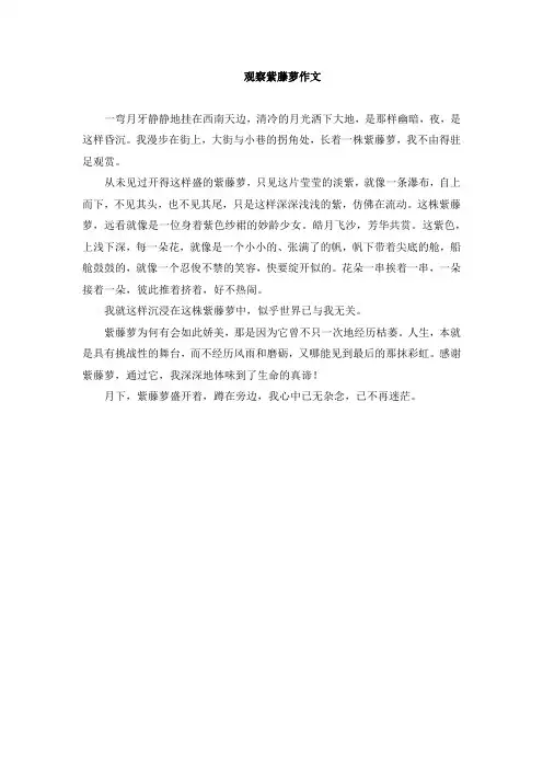 观察紫藤萝作文