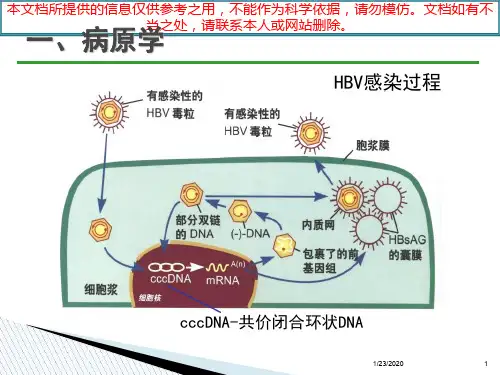 我国慢性乙肝防治指南培训课件
