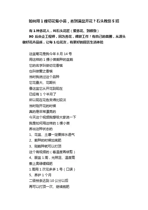 如何用1棵切花菊小苗，养到满盆开花？石头教您5招