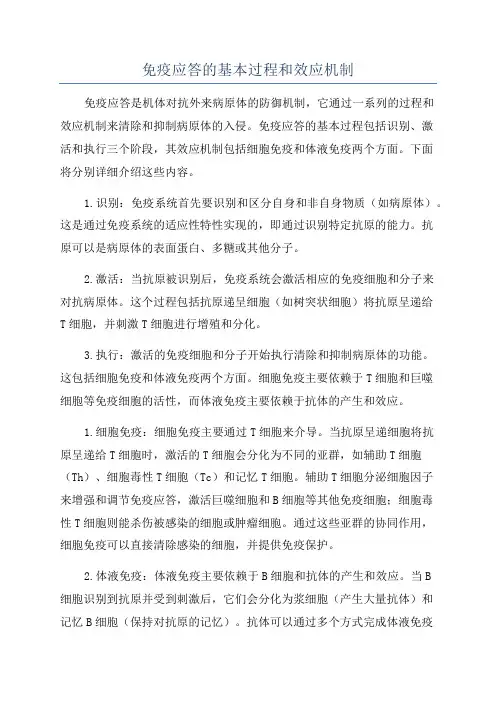 免疫应答的基本过程和效应机制