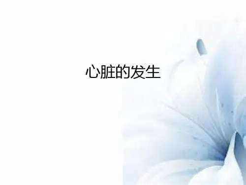 心的发生-胚胎