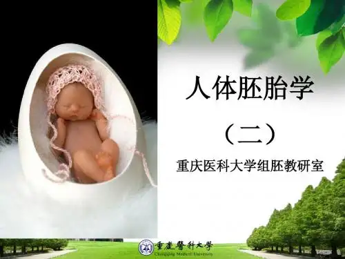 胚胎学总论