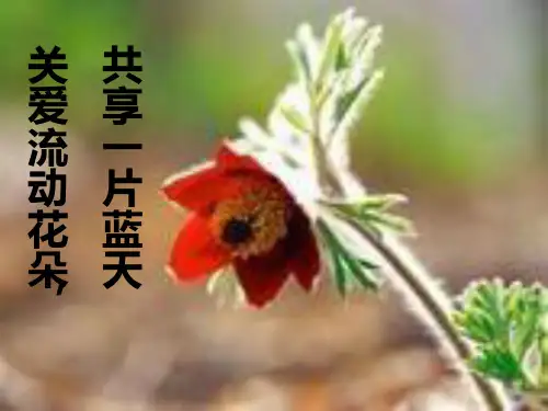 教师沙龙PPT