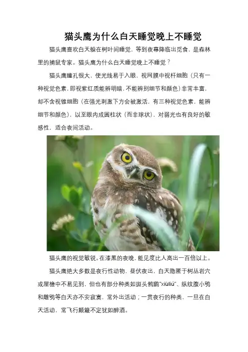 猫头鹰为什么白天睡觉晚上不睡觉