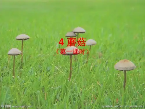鄂教版科学五年级上册 4 蘑菇(第一课时)