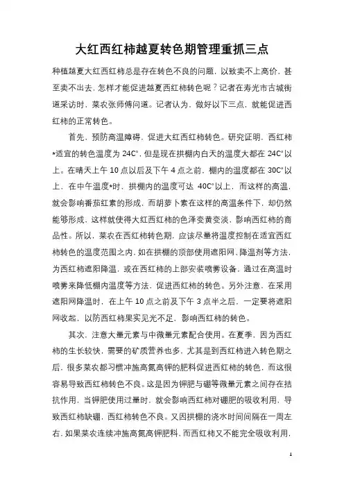 大红西红柿越夏转色期管理重抓三点