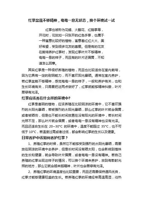 红掌盆栽不够精神，奄奄一息无状态，换个环境试一试