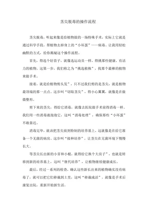 茎尖脱毒的操作流程