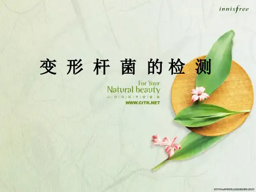 变形杆菌检测方法