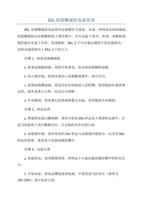DNA琼脂糖凝胶电泳原理