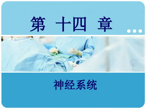 人体解剖学第十四章神经系统