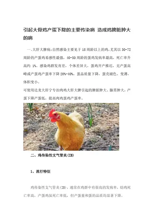 引起大骨鸡产蛋下降的主要传染病 造成鸡脾脏肿大的病
