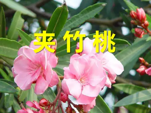 《夹竹桃》语文PPT课件(5篇)